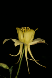 Aquilegia chrysantha RCP5-2012 206.JPG